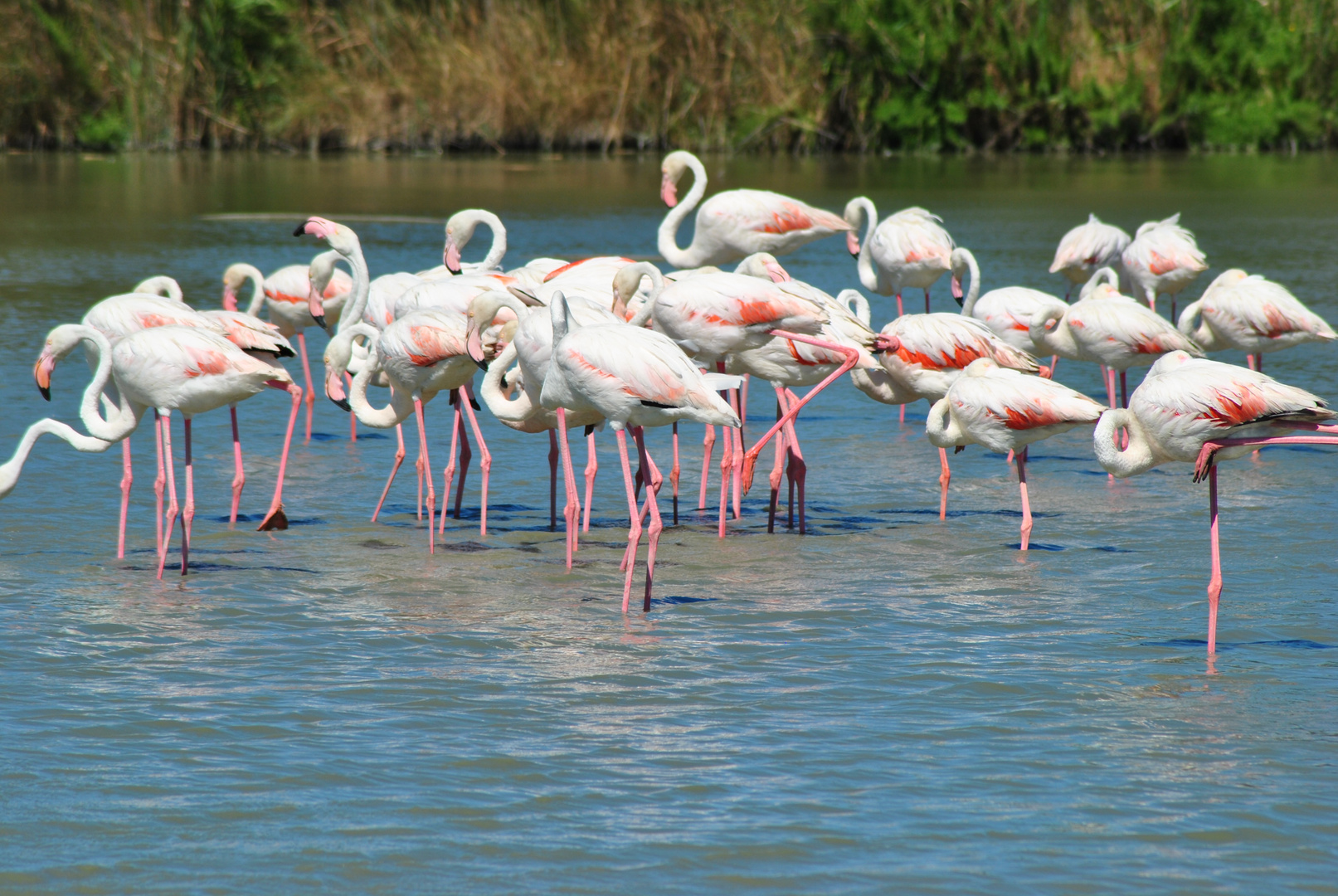 flamants roses