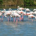 flamants roses