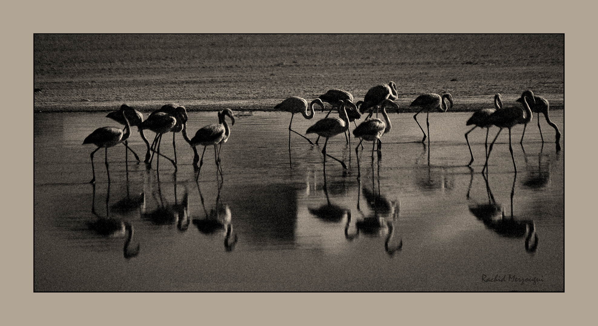 Flamants Roses