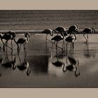 Flamants Roses