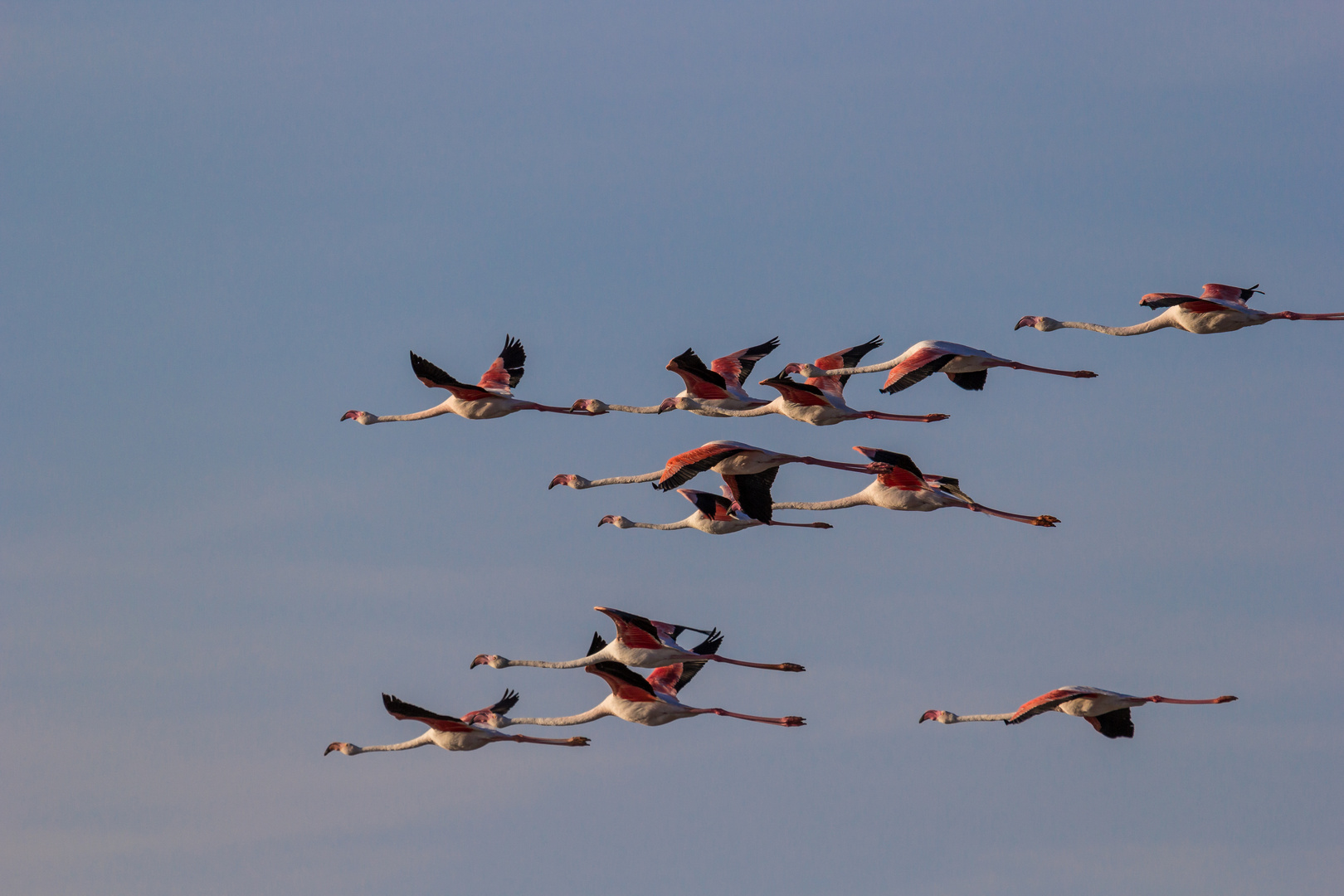 -- flamants roses --