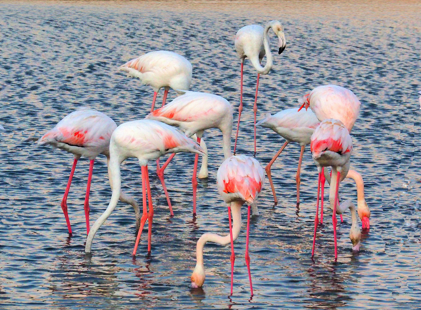 Flamants roses