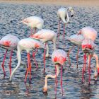 Flamants roses