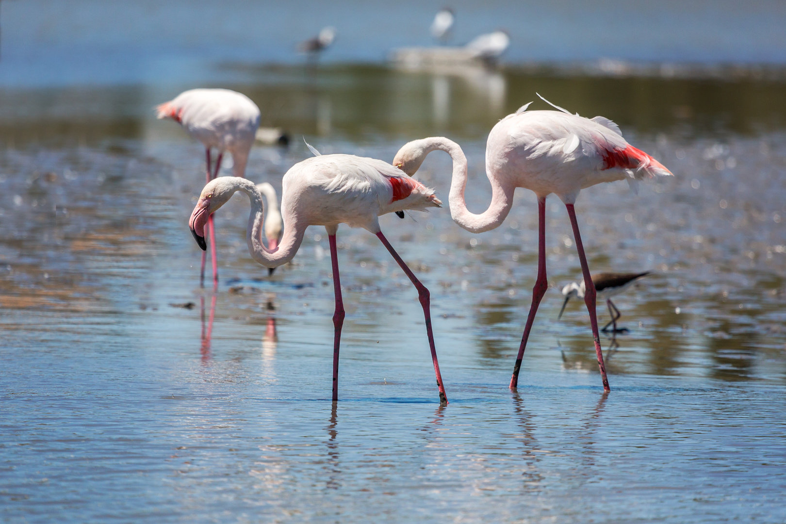 Flamants roses