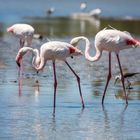 Flamants roses