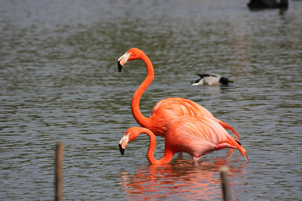 Flamants roses