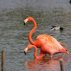 Flamants roses