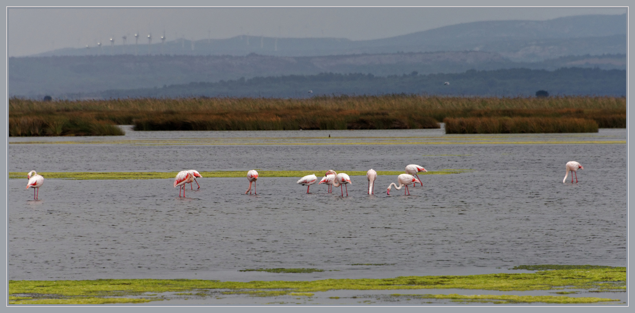 Flamants roses