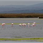 Flamants roses