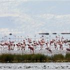 " Flamants roses "