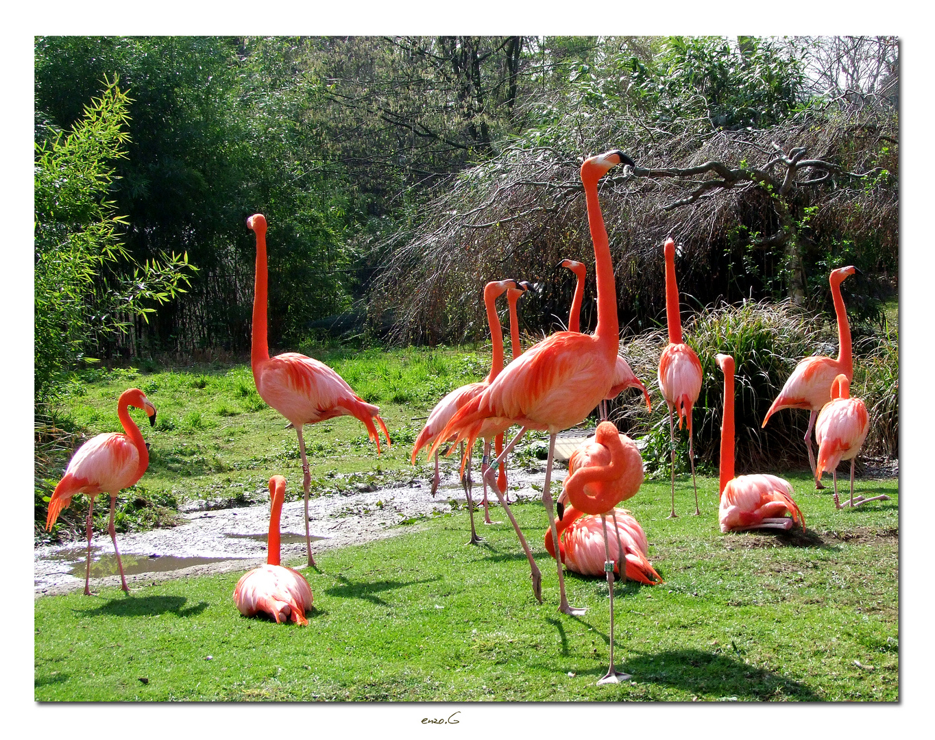 flamants roses