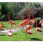 flamants roses