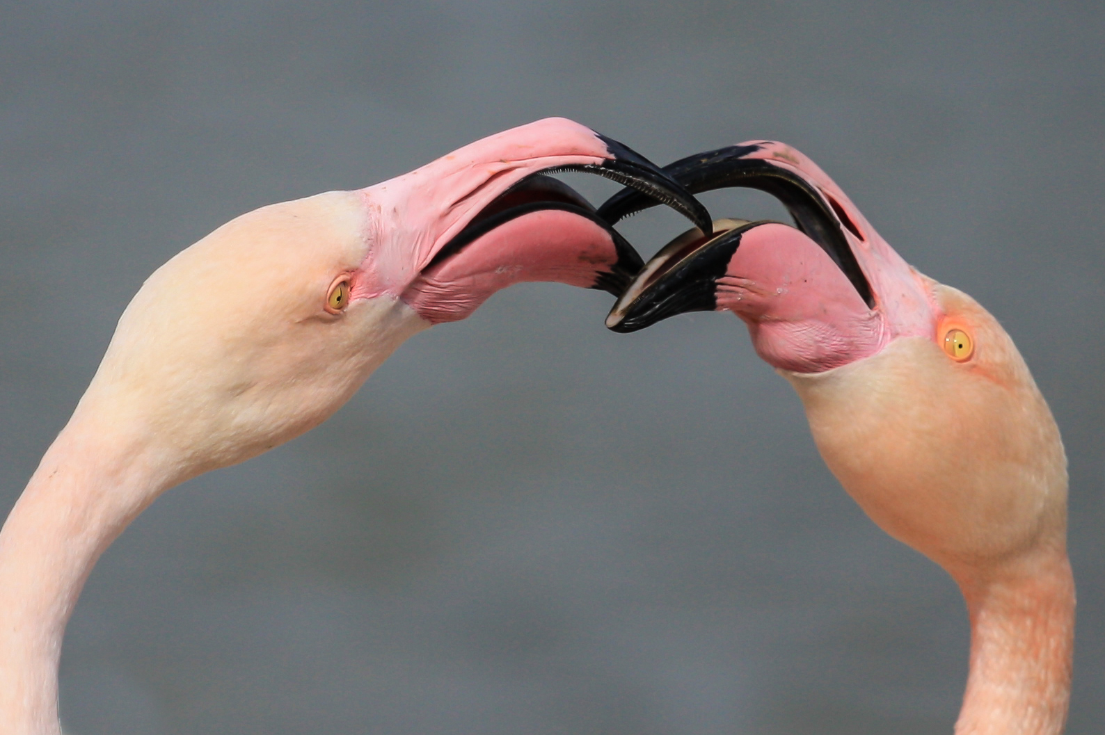 Flamants Roses