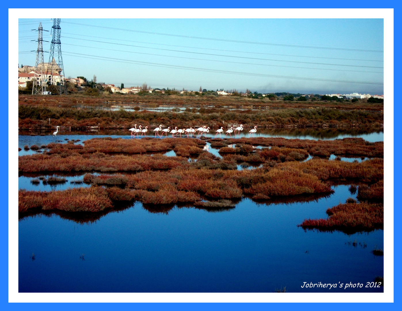 Flamants roses à Fos sur mer (13)