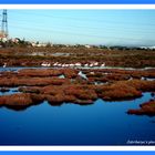 Flamants roses à Fos sur mer (13)