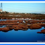 Flamants roses à Fos sur mer (13)