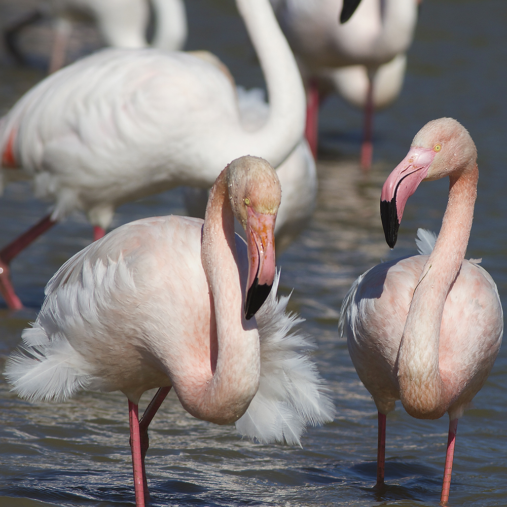 Flamants roses à Hyères