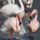 Flamants roses à Hyères