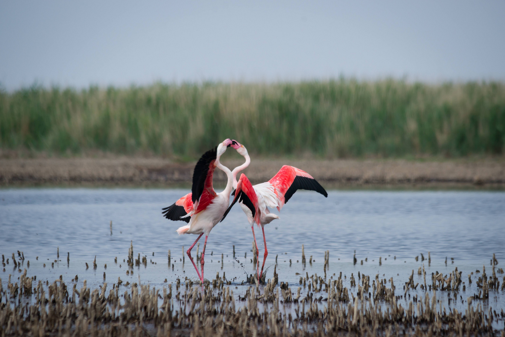 Flamants roses