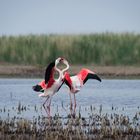 Flamants roses