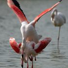 Flamants roses amoureuses