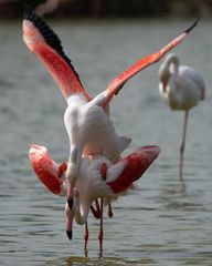 Flamants roses amoureuses