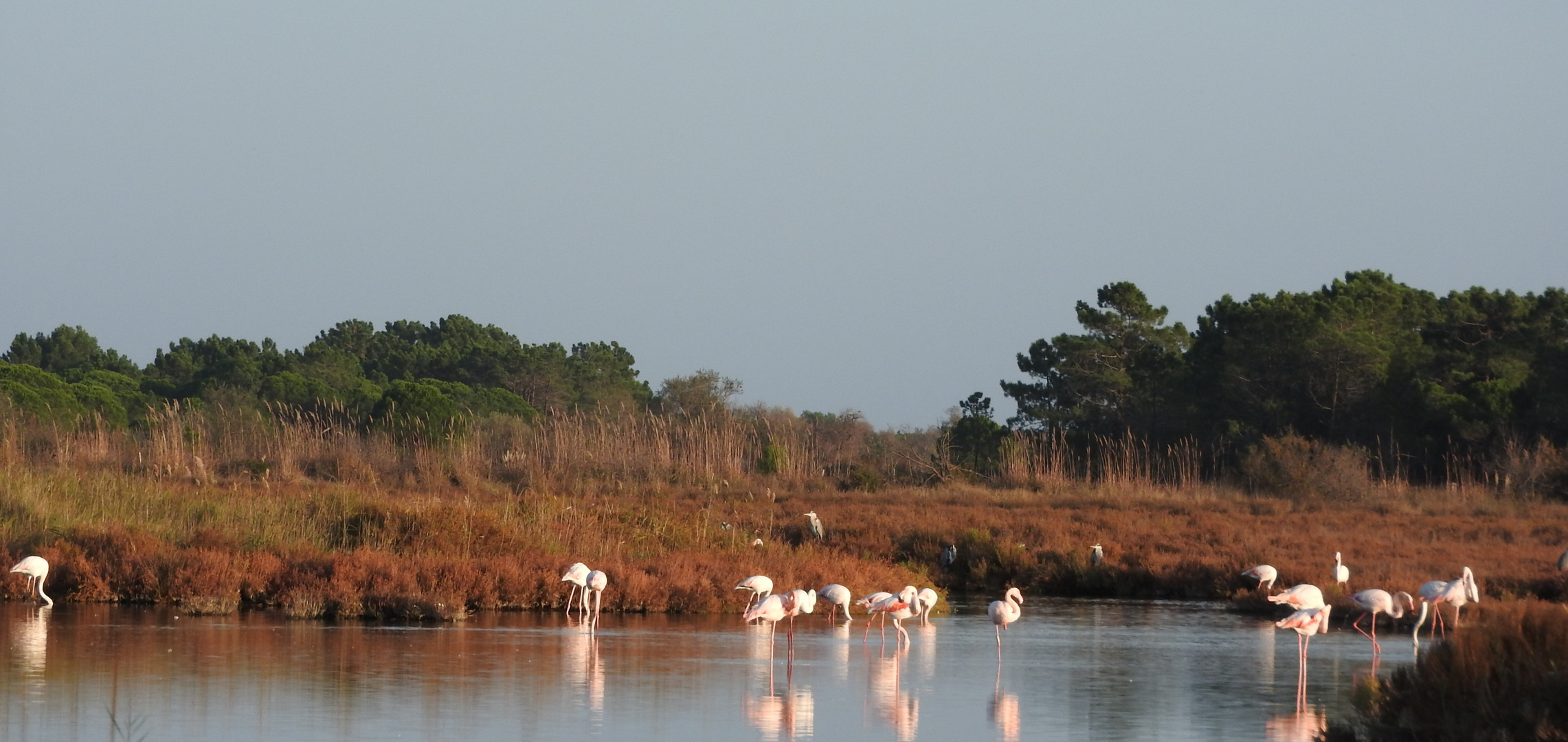 flamants roses au grau du roi