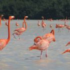 flamants roses