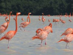 flamants roses