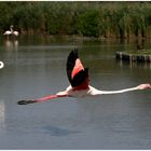 Flamants roses Camargue