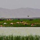 Flamants roses