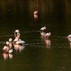 Flamants roses dans la Réserve africaine de Sigean - Panorama