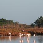 flamants roses de camargue