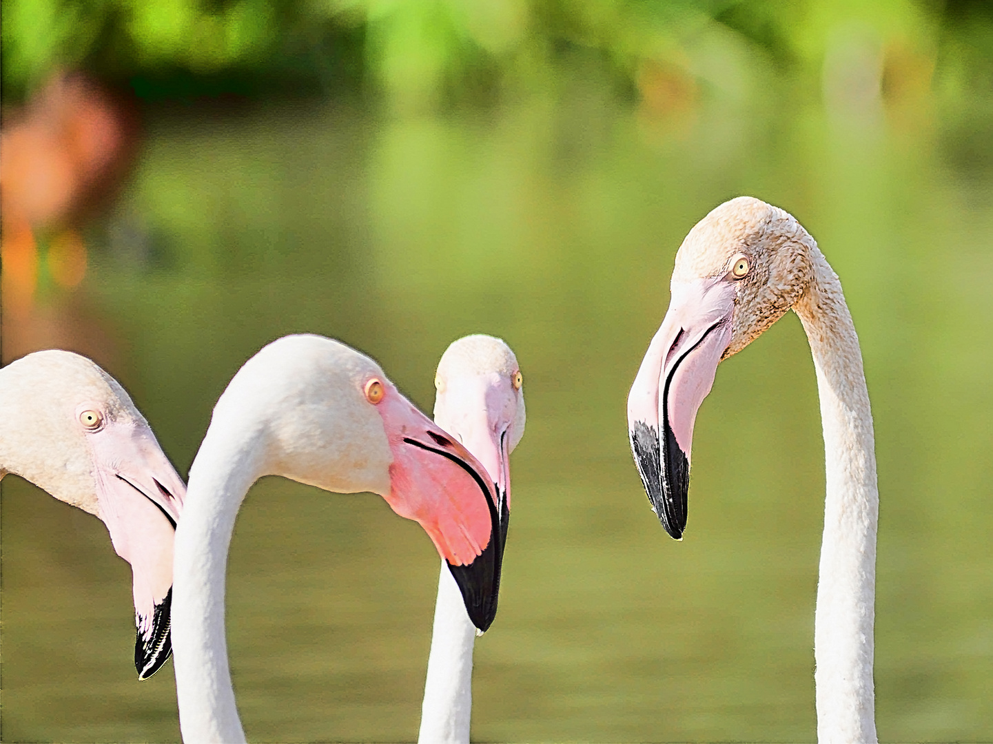 flamants roses en camargue