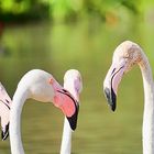 flamants roses en camargue