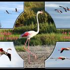 Flamants roses en Camargue