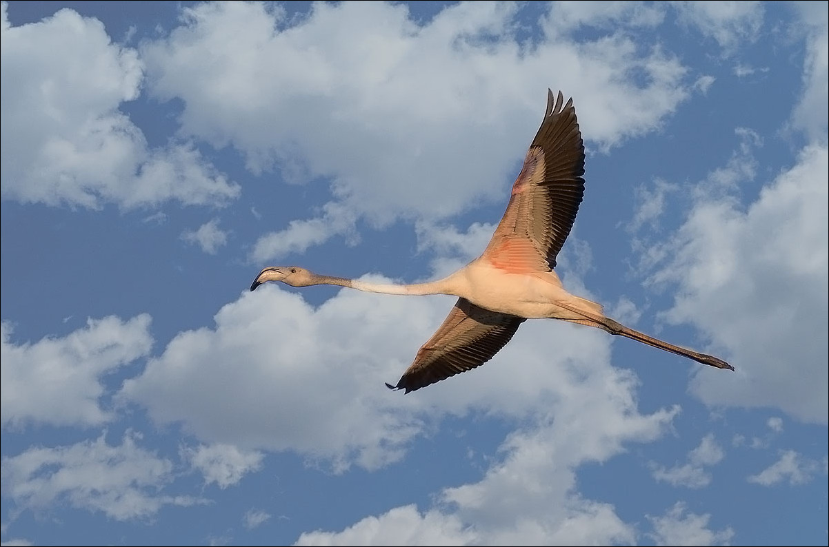 Flamants roses en plein vol