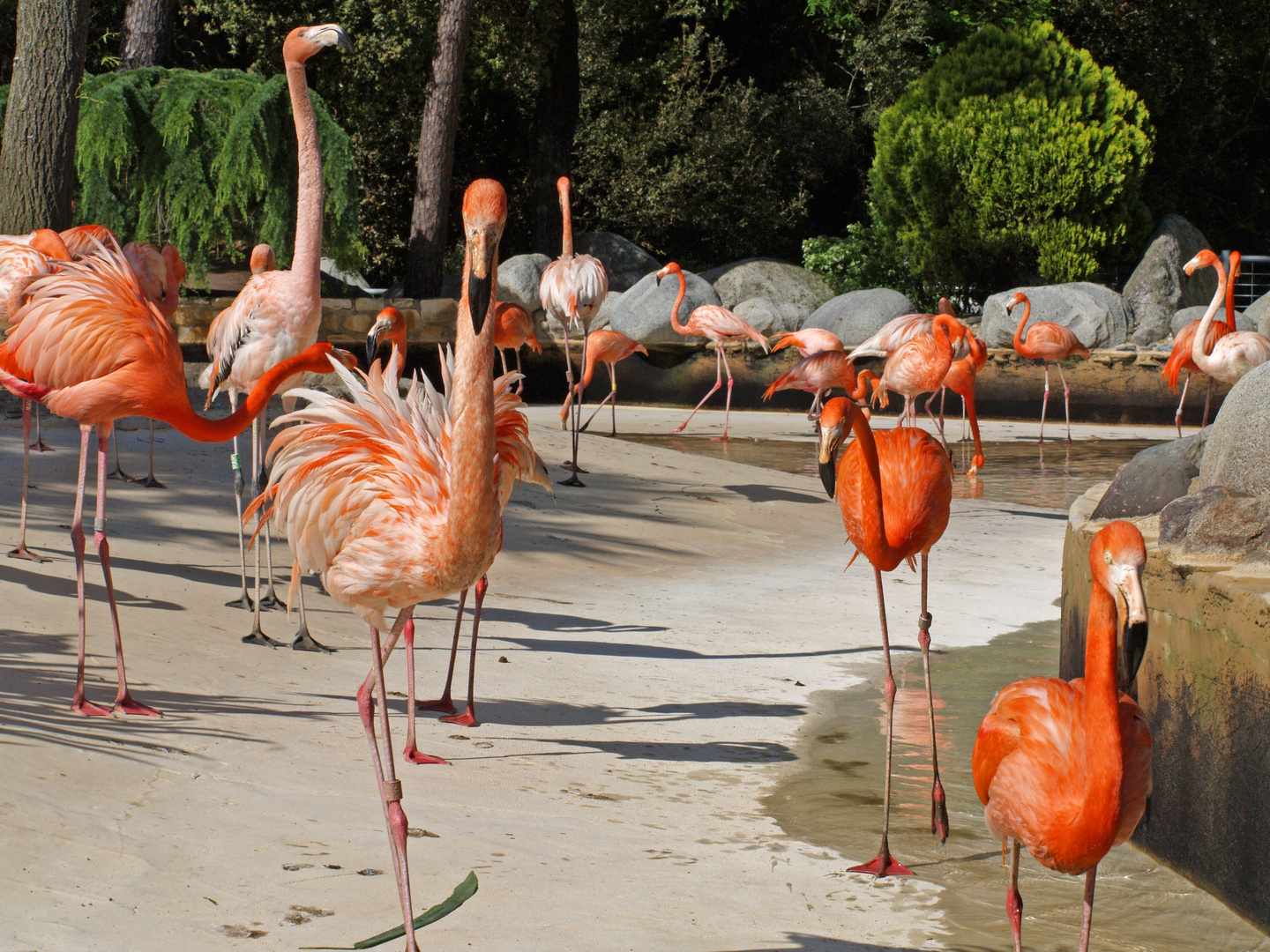 Flamants roses