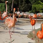 Flamants roses