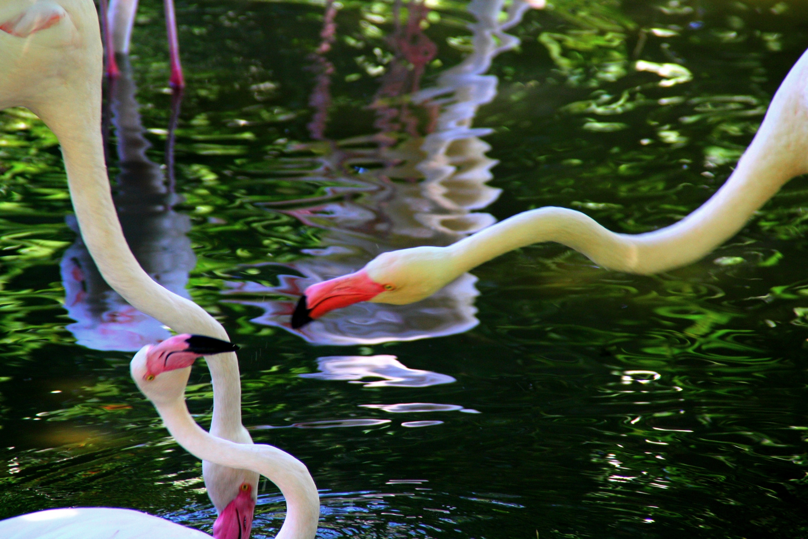 FLAMANTS ROSES...