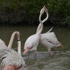 flamants roses pendant les parades