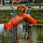 flamants roses,  suite 