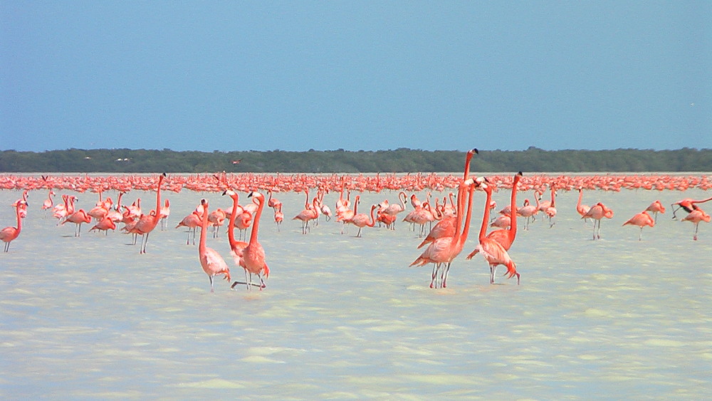 flamants ... rouges !