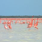 flamants ... rouges !