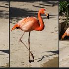 Flamants…traînement au zoo de La Palmyre -- Flamingo-Übung in dem Zoo von La Palmyre