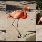Flamants…traînement au zoo de La Palmyre -- Flamingo-Übung in dem Zoo von La Palmyre
