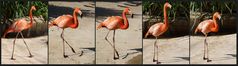 Flamants…traînement au zoo de La Palmyre -- Flamingo-Übung in dem Zoo von La Palmyre