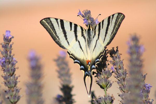 Flambé à la lavande