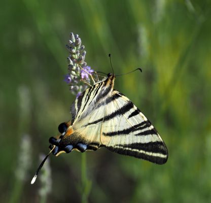 Flambé à l‘ammare