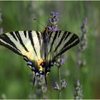  Flambé  --  Iphiclides podalirius